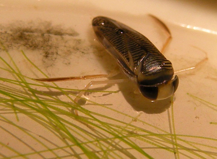 Corixidae Corixinae